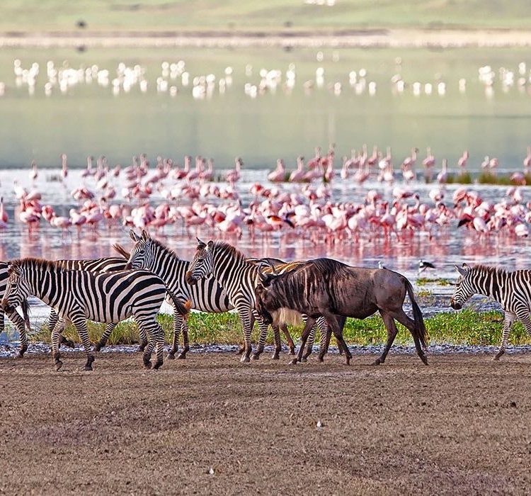 2-Days-Lake-Manyara-Ngorongoro-Crater-Safari-750x700-1