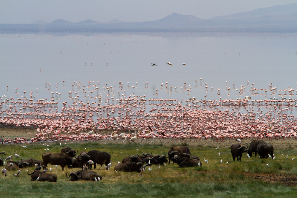 Lake Manyara Flamingos