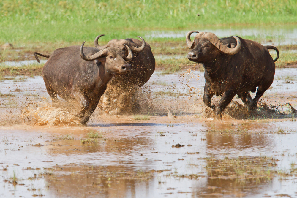 Lake Manyara National Park buffalos