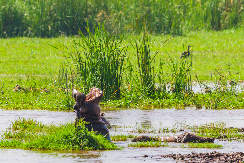 Lake Manyara National Park hippo