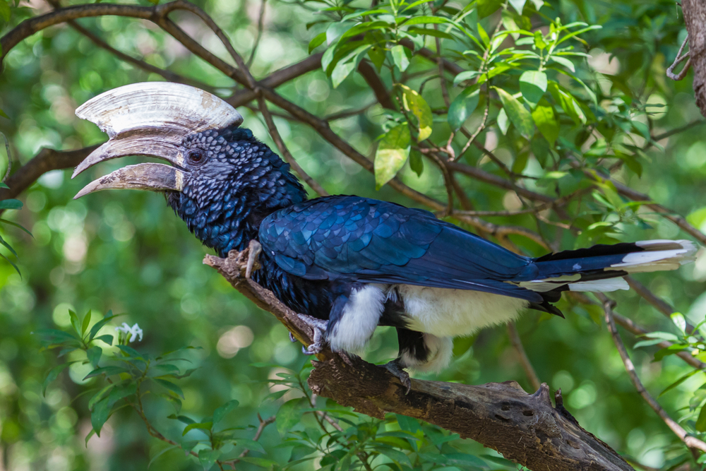 Lake Manyara National Park hornbill