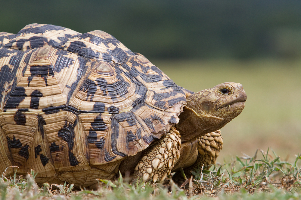 Lake Manyara National Park leopard turtle