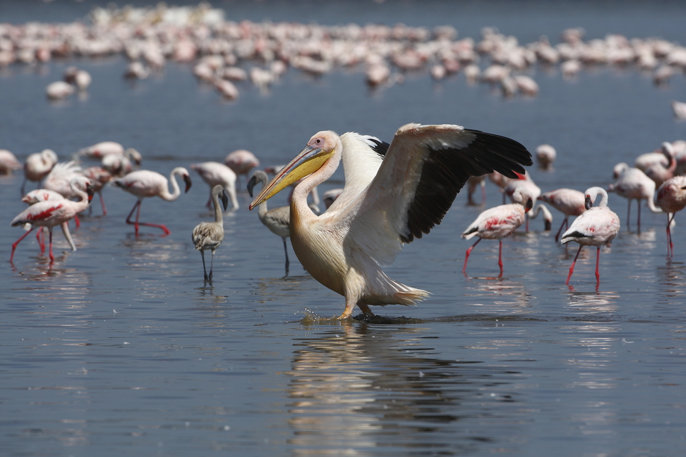 Lake Manyara Pelican and flamingos