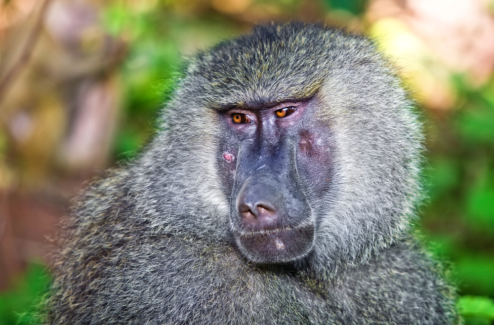 Lake Manyara baboon