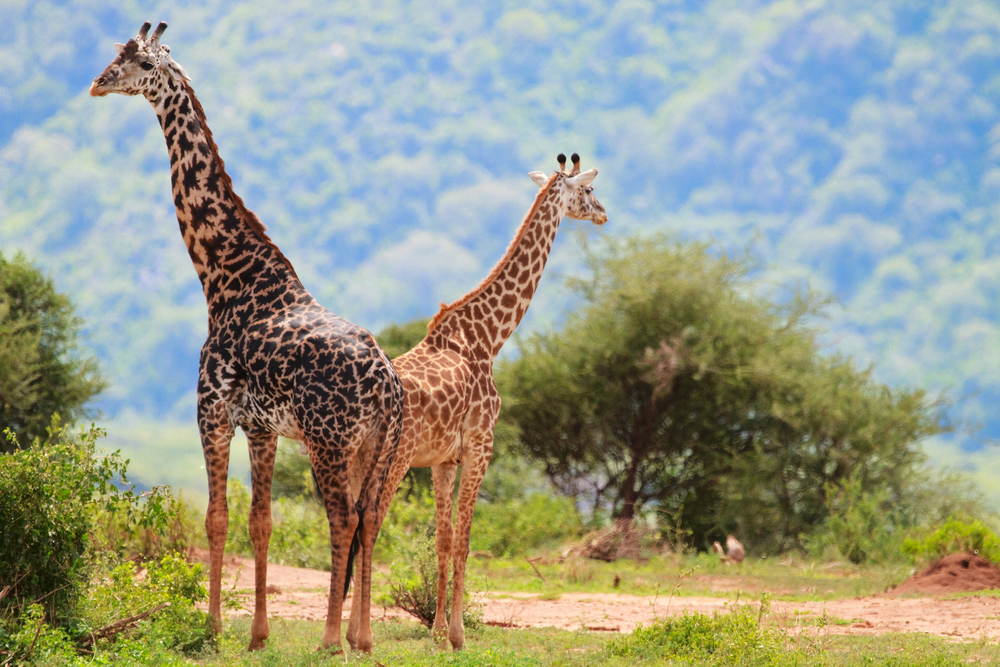 Lake Manyara giraffes