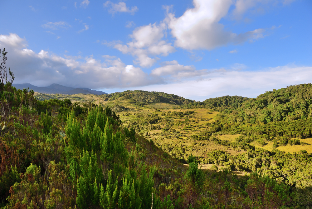 Mount Kilimanjaro National Park_ area