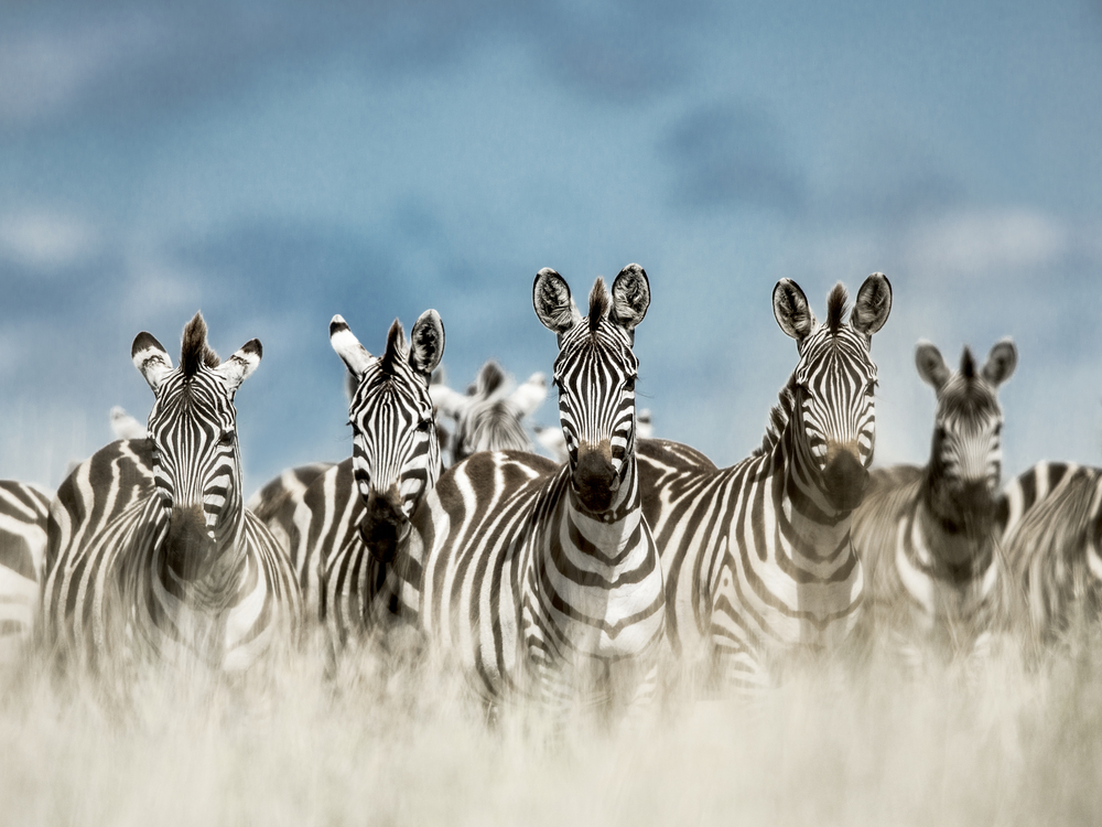 Serengeti National Park Zebra