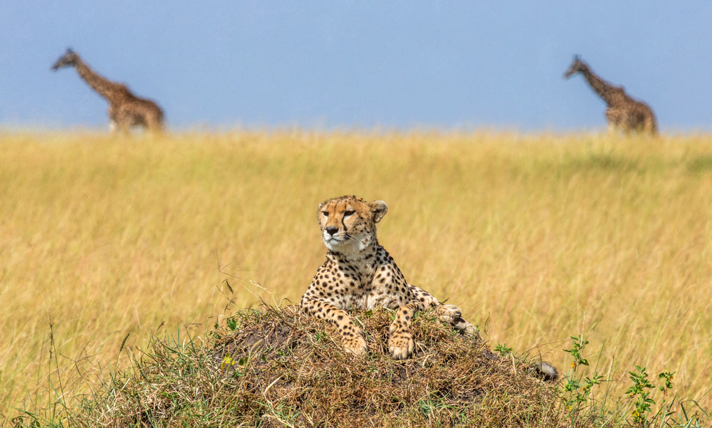 Tarangire National Park