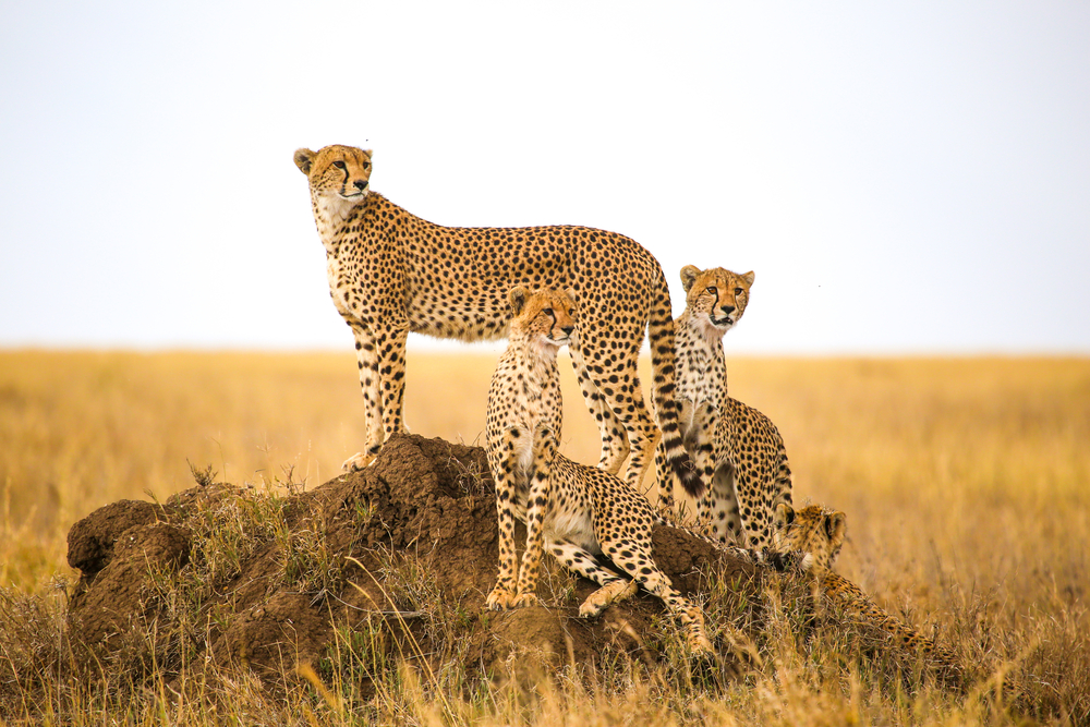 Serengeti National Park cheetahs