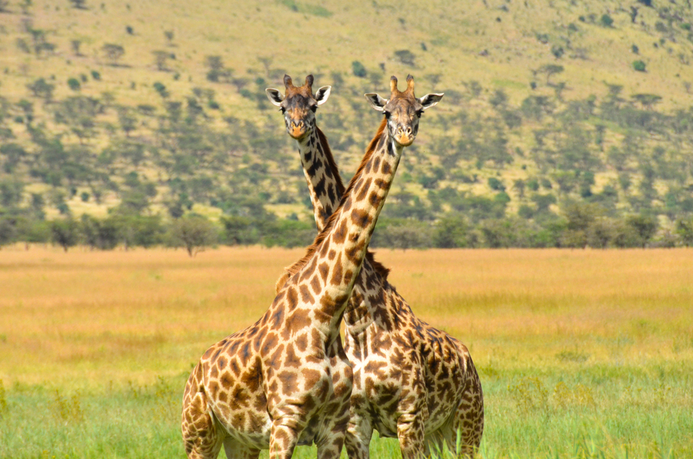 Serengeti National Park giraffe