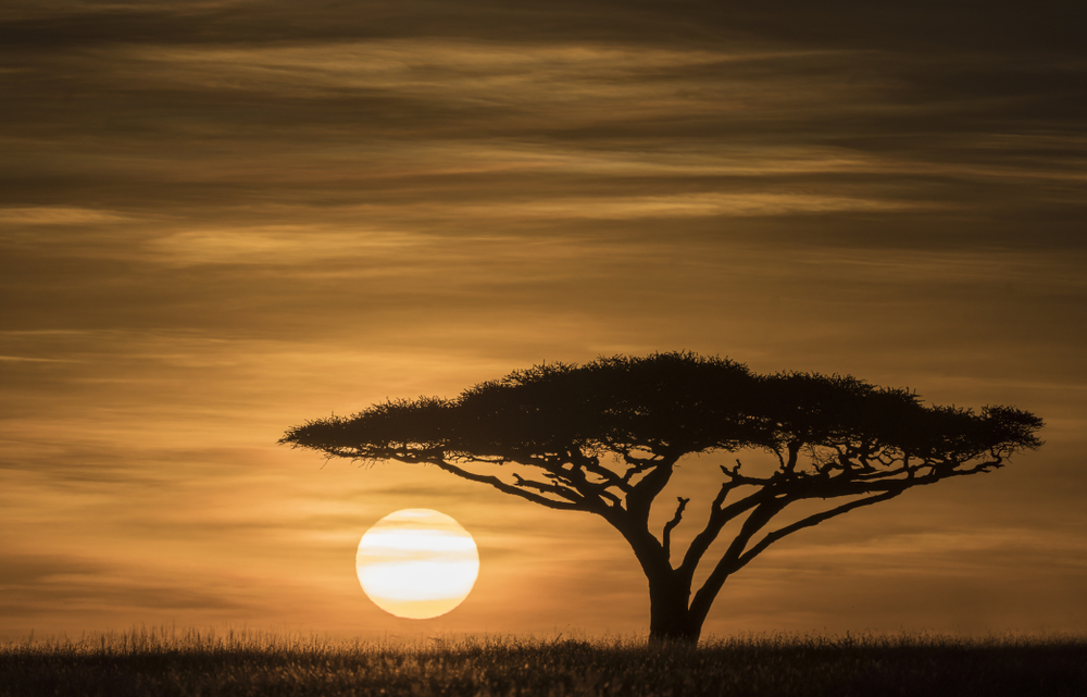 Serengeti National Park sunsetting