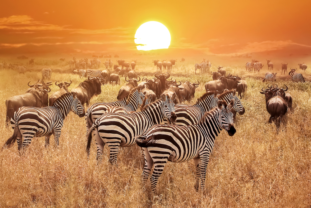 Serengeti National Park zebra and wildebeest