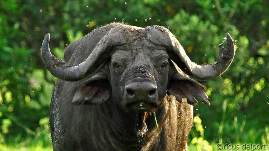 Tanzania_SouthSelousGameReserve_SelousSafariCompanySiwandu_WildlifeBuffalo-1024x575