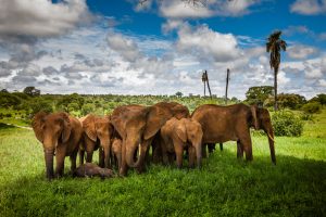 Tarangire National Park