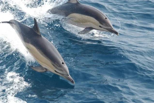 Mnemba Island  Snorkeling & Dolphin Adventure From Nungwi & Kendwa