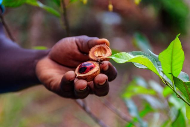 Spice Farm Tour - Experience the Authentic of Spice